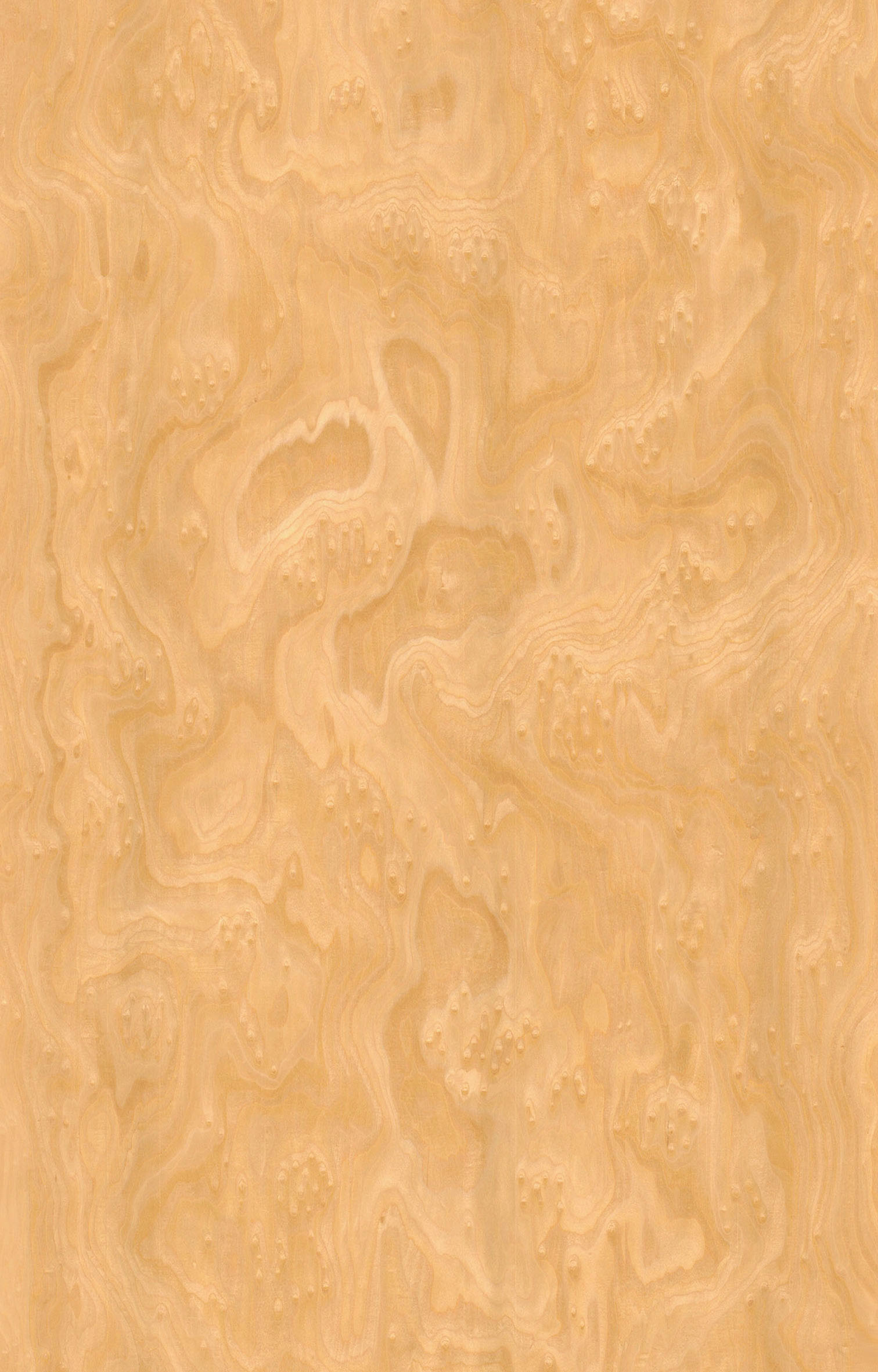 櫻桃樹(shù)根8273F.jpg