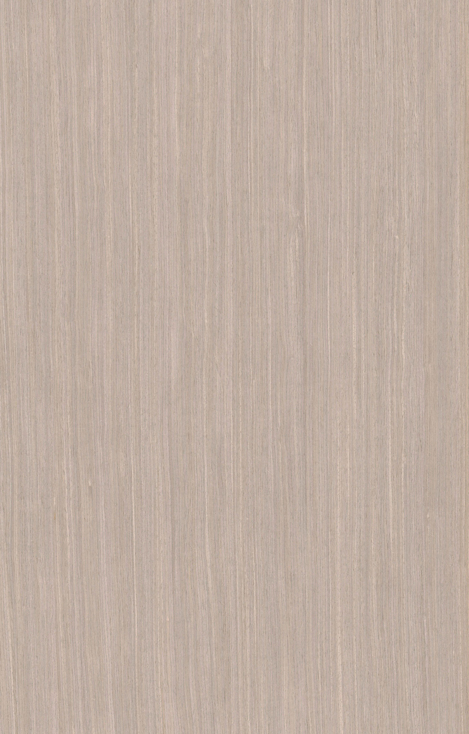 灰玫瑰2510.jpg
