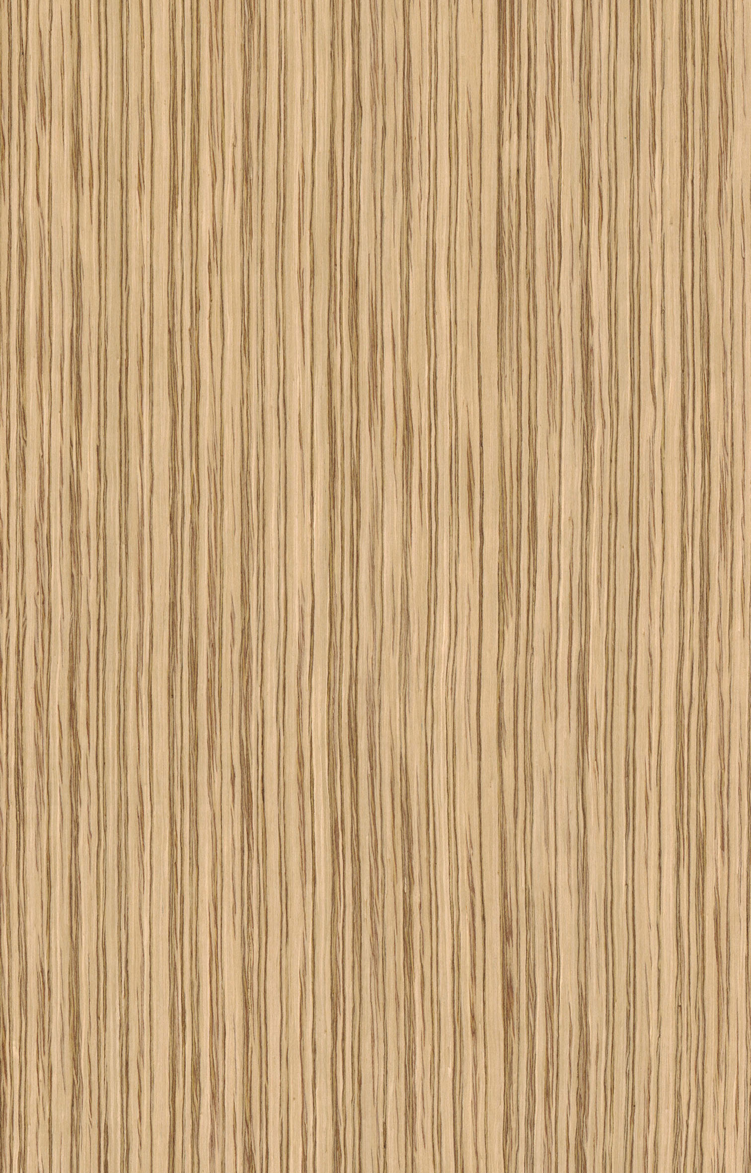 斑馬木5825.jpg