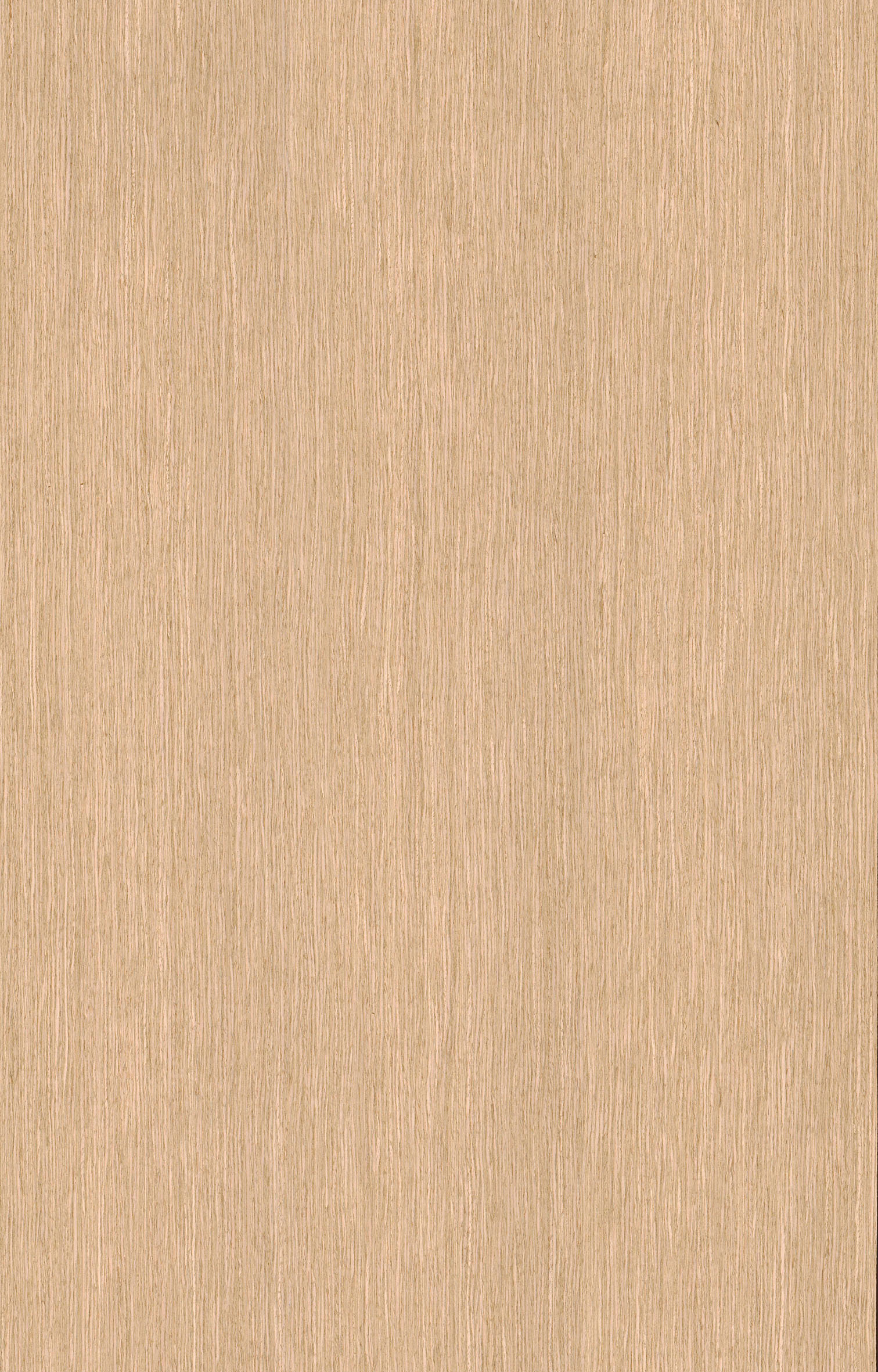 白橡5219L.jpg