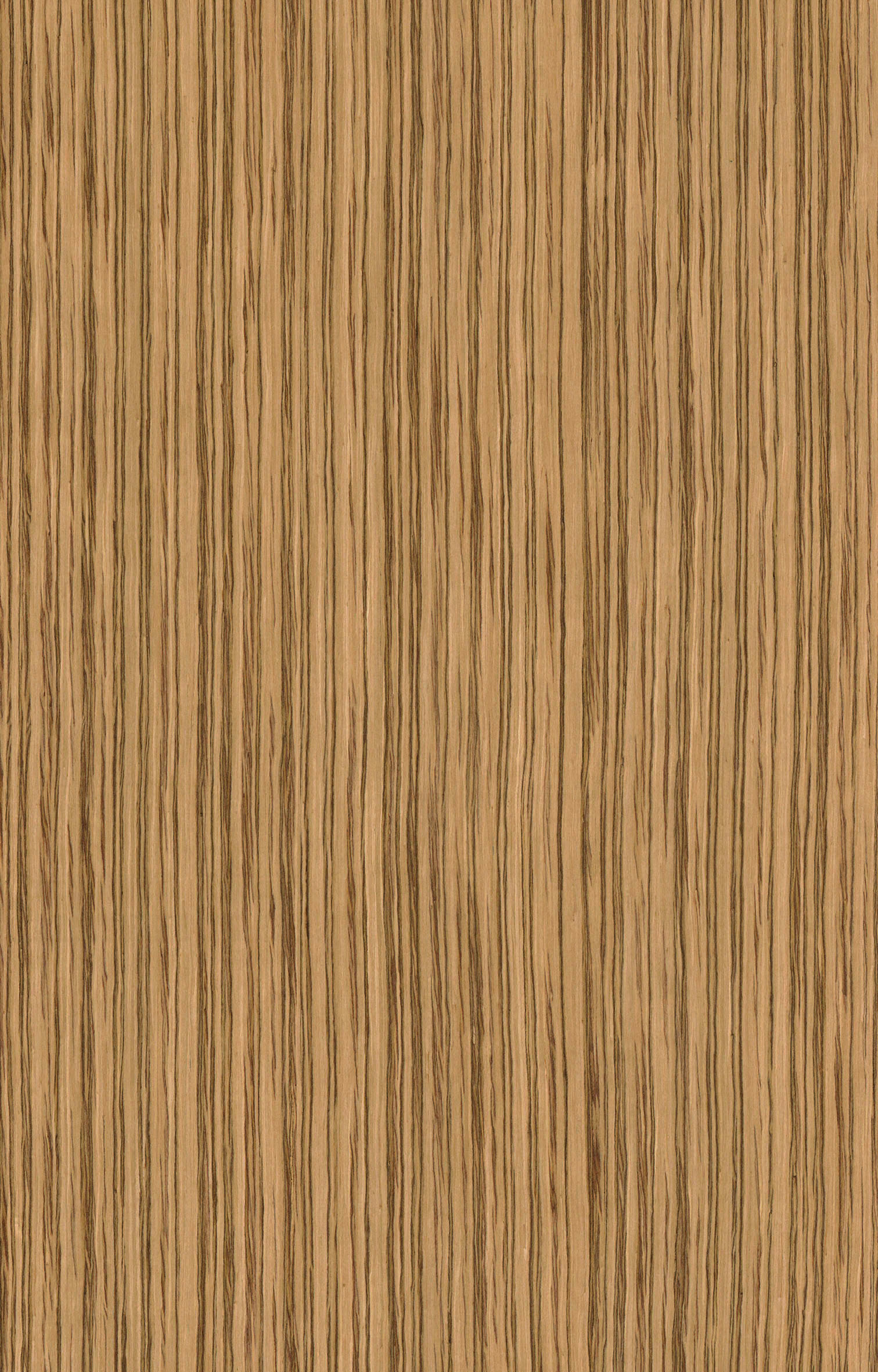 斑馬木5825.jpg