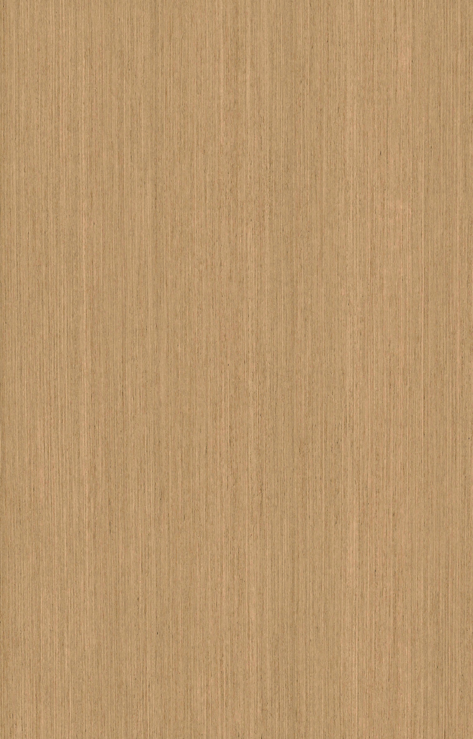 美國(guó)灰橡3062.jpg